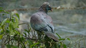 the New Zealand pigeon