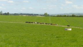 Some of the herd coming back back from being milked and back to the meadows for new "input".