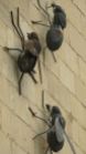 huge flies on the wall